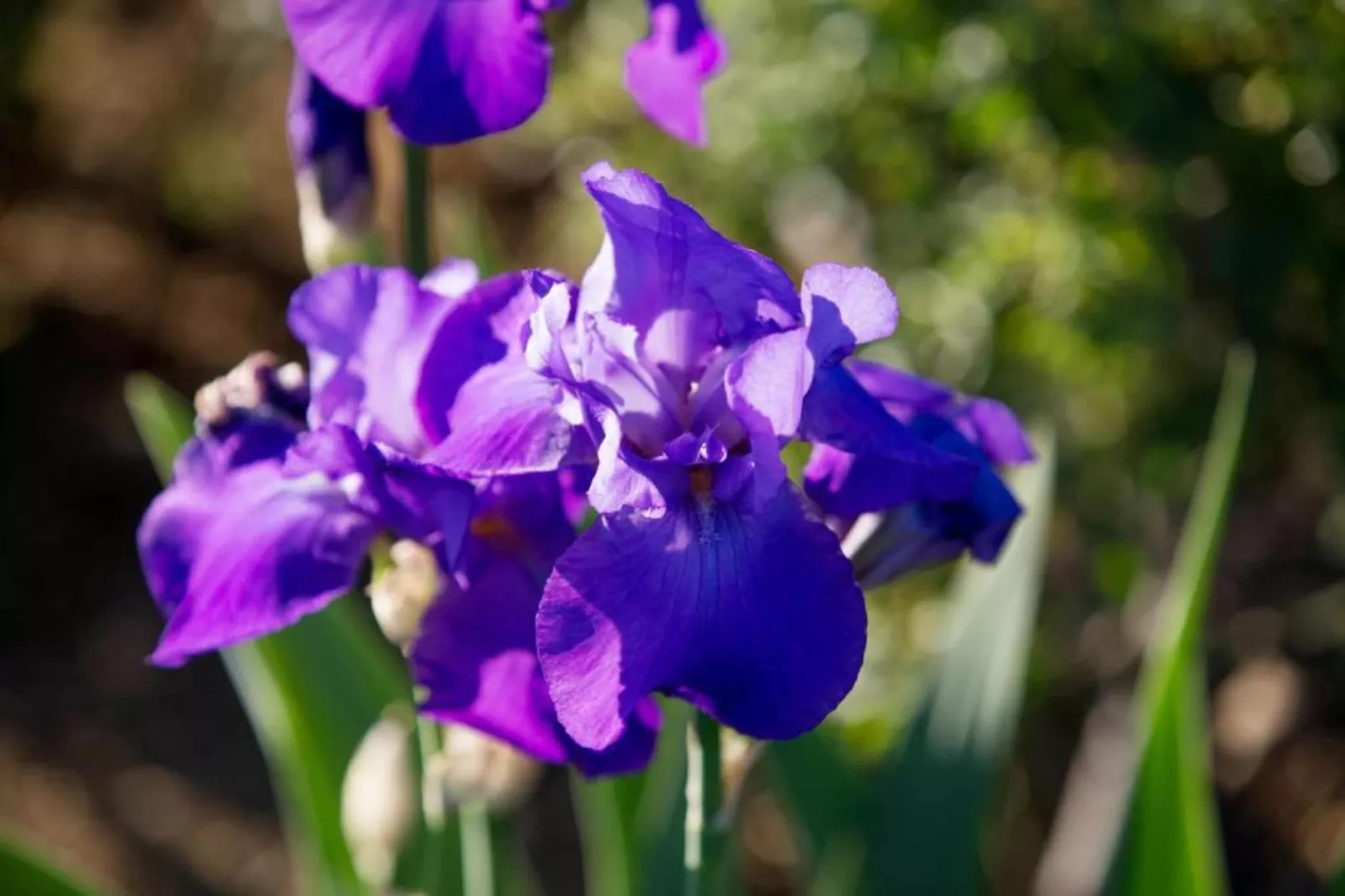 Cipresso-Areas within 20km in summer