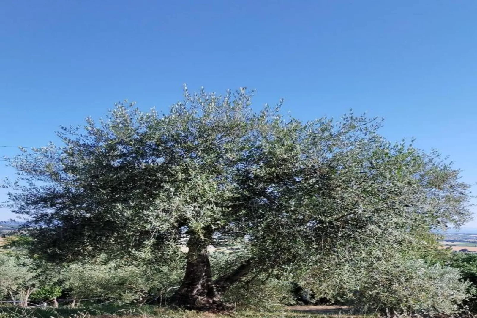 Casal Gheriglio Limonaia-Areas within 5km in summer