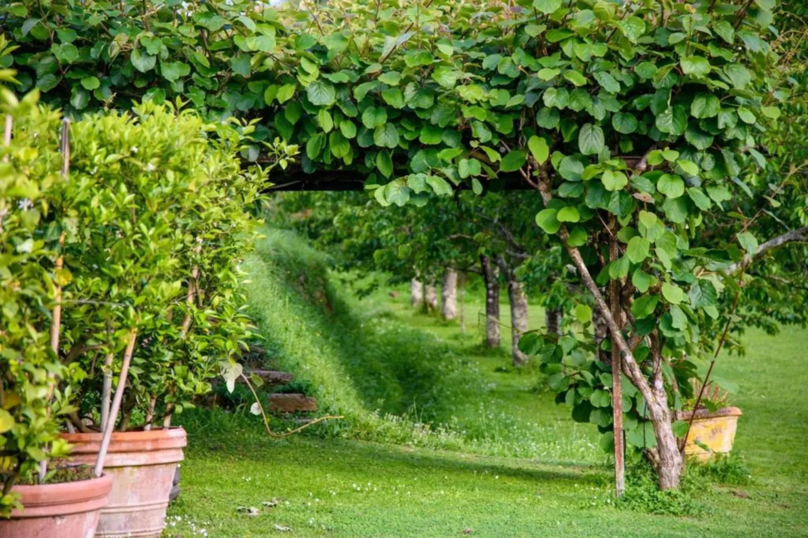 Cipressa-Areas within 20km in summer