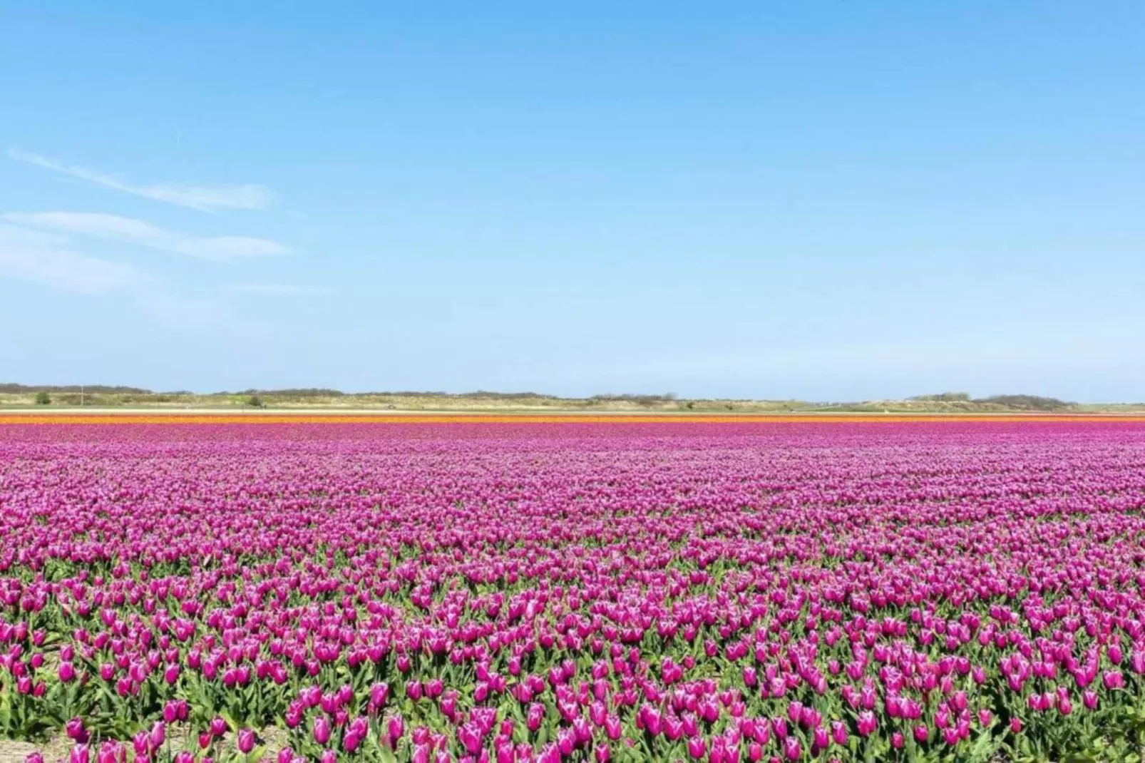 Zilte Bries-Areas within 20km in summer