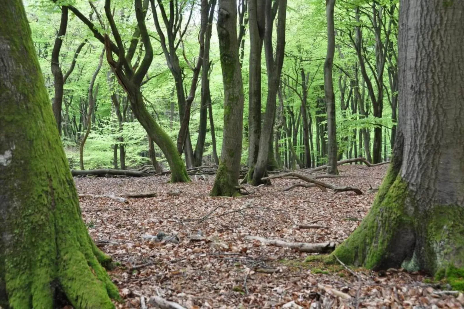 Reewold-Gebiete Sommer 20 km