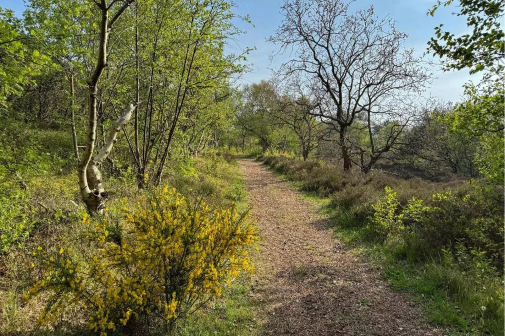 De Strandvogel-Areas within 20km in summer