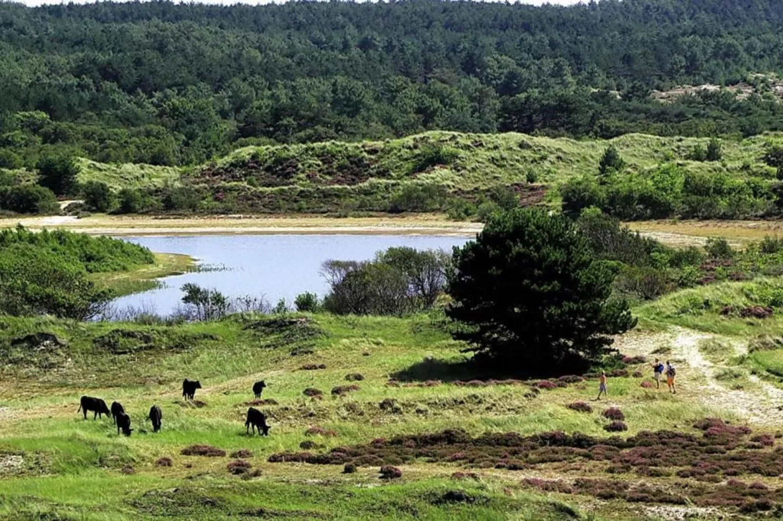 Vier Duinen-Areas within 20km in summer