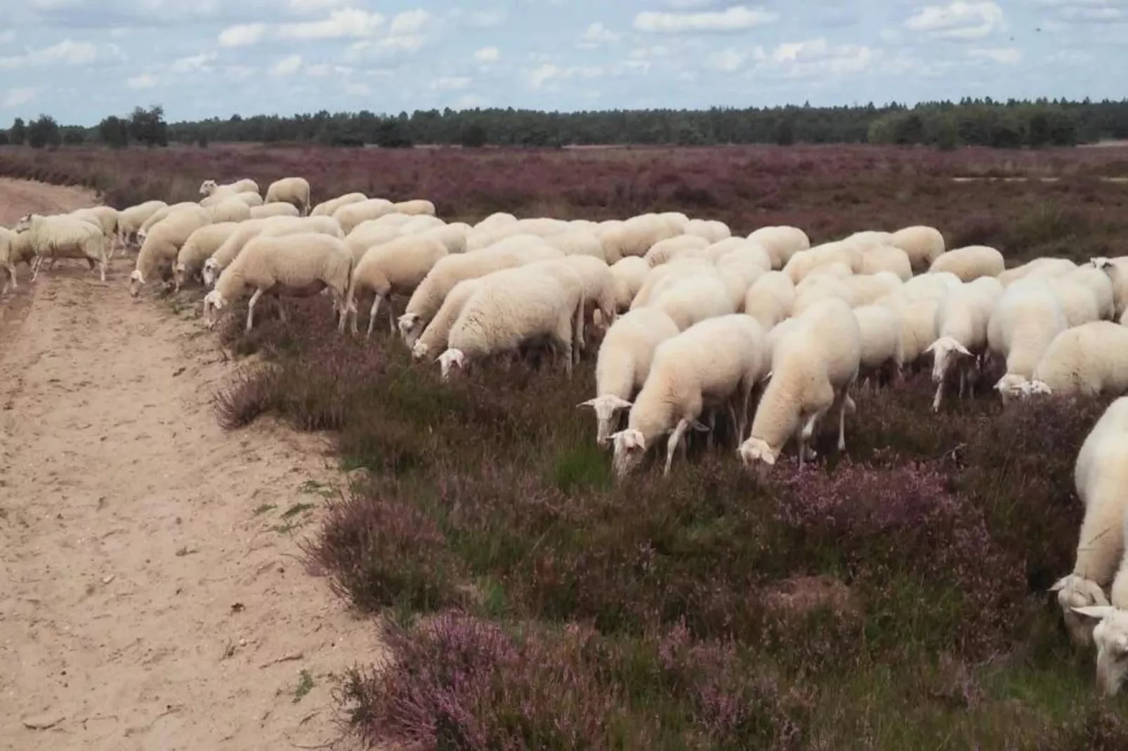 Landgoed De IJsvogel 7-Areas within 20km in summer