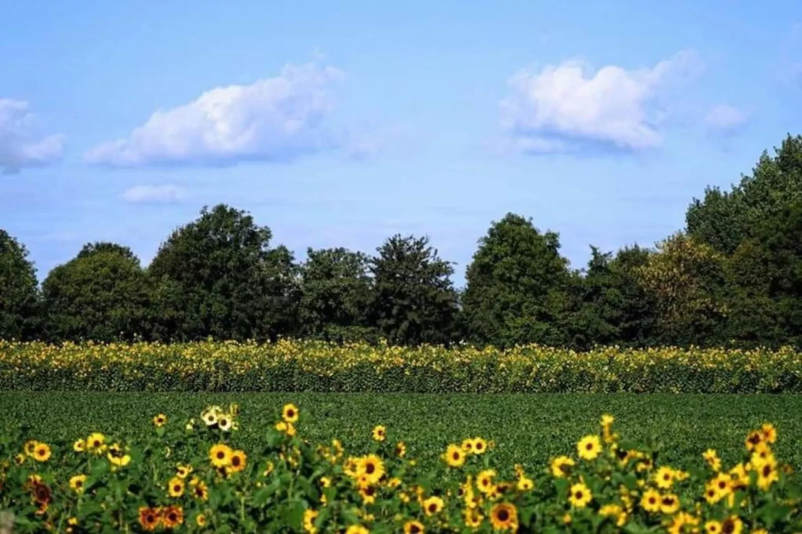 Studio - Kon Emmaweg 6-Areas within 20km in summer