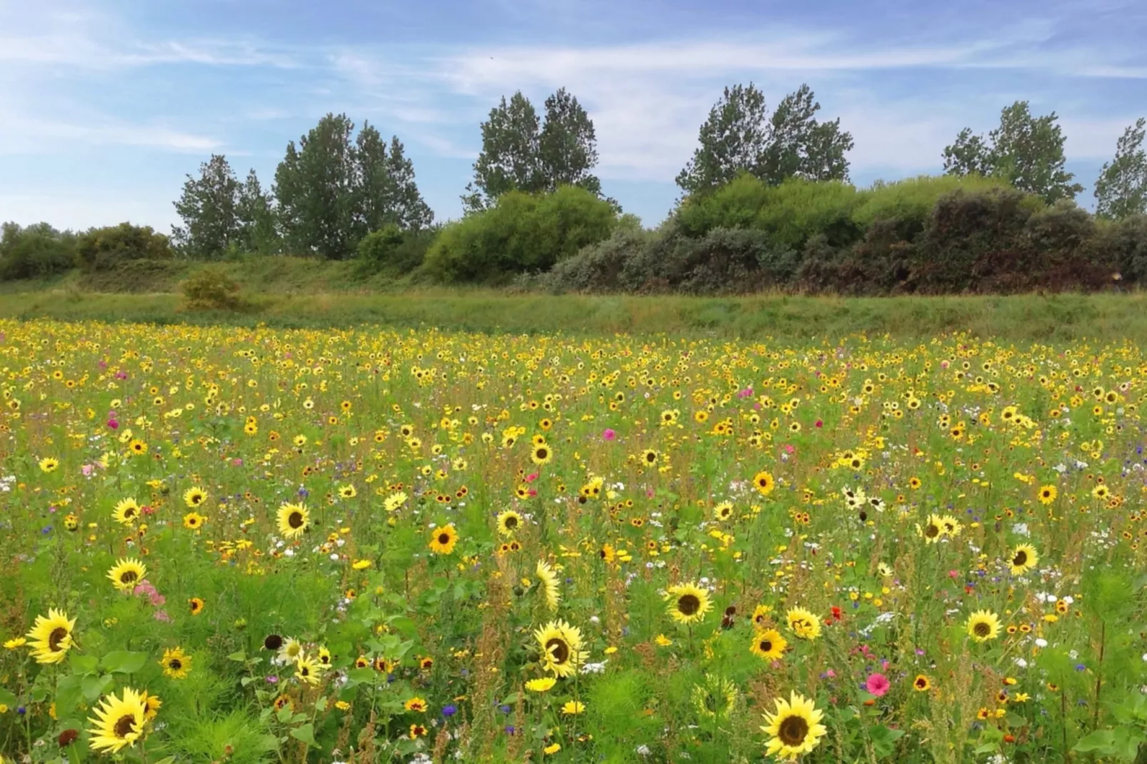 Veerse Muze 7f-Gebiete Sommer 1 km