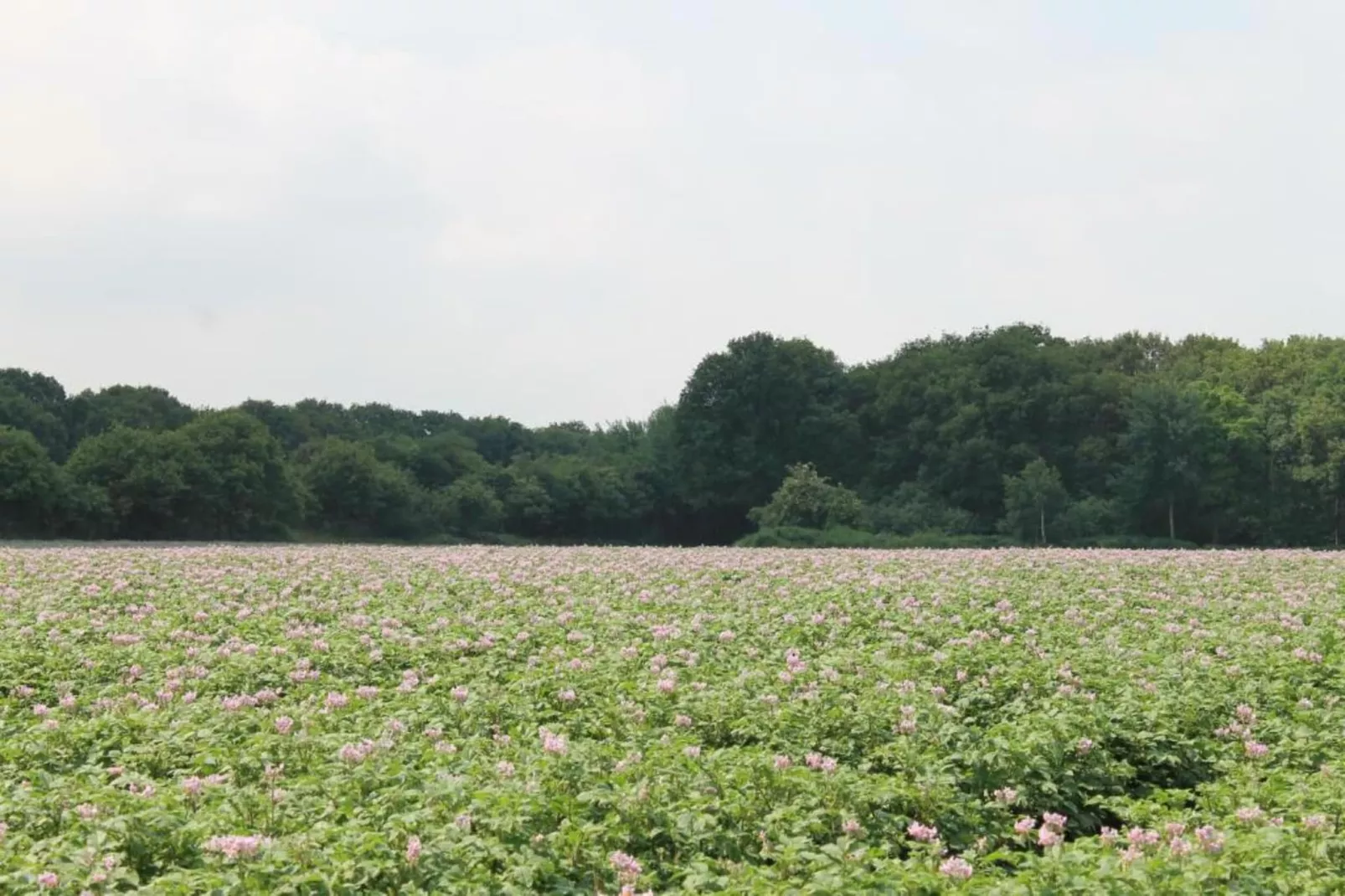 Vakantiepark de Katjeskelder 18-Areas within 5km in summer