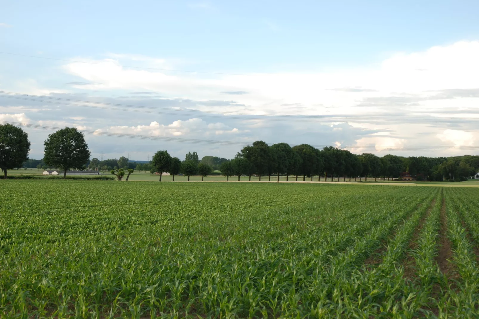 Oppe Winckel - De Biemösj-Areas within 5km in summer
