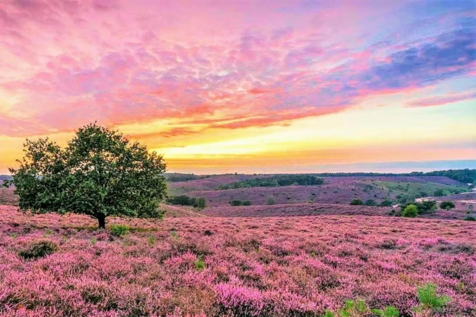 Vakantiepark De Rimboe & De Woeste Hoogte 22 - Areas within 5km in summer