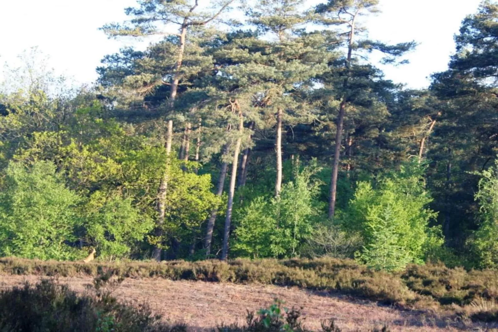 Residence De Eese 16-Areas within 20km in summer