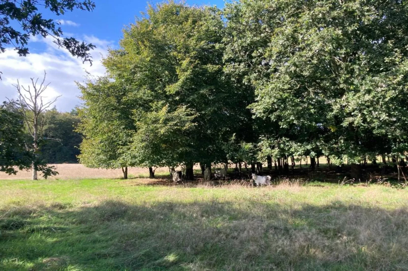 De Meerkoet-Areas within 5km in summer