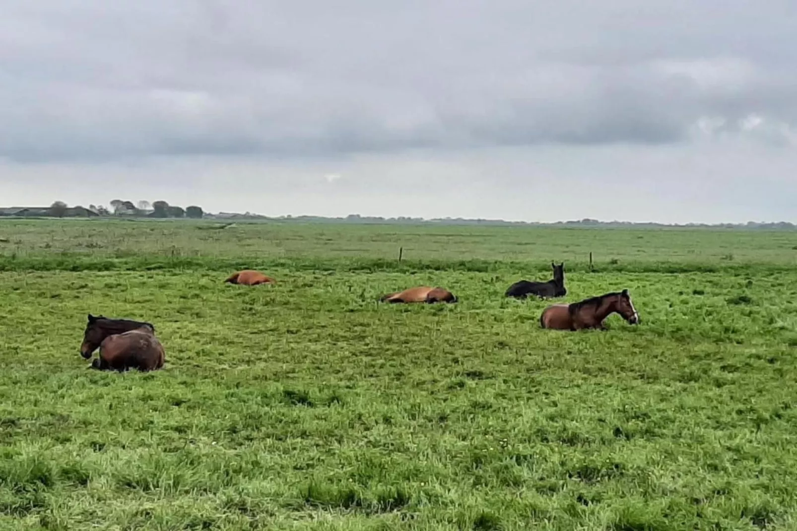 Enkhuizen-Zones été à 20 km