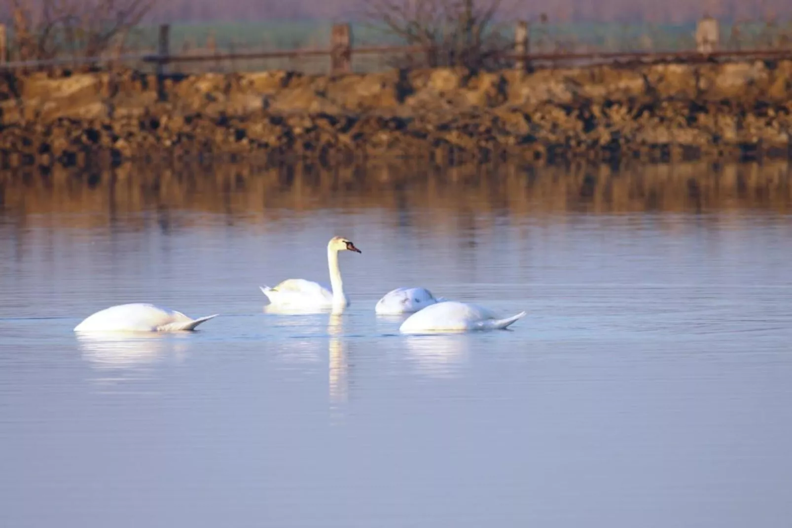 Case Mobili Mimosa-Zones été à 20 km
