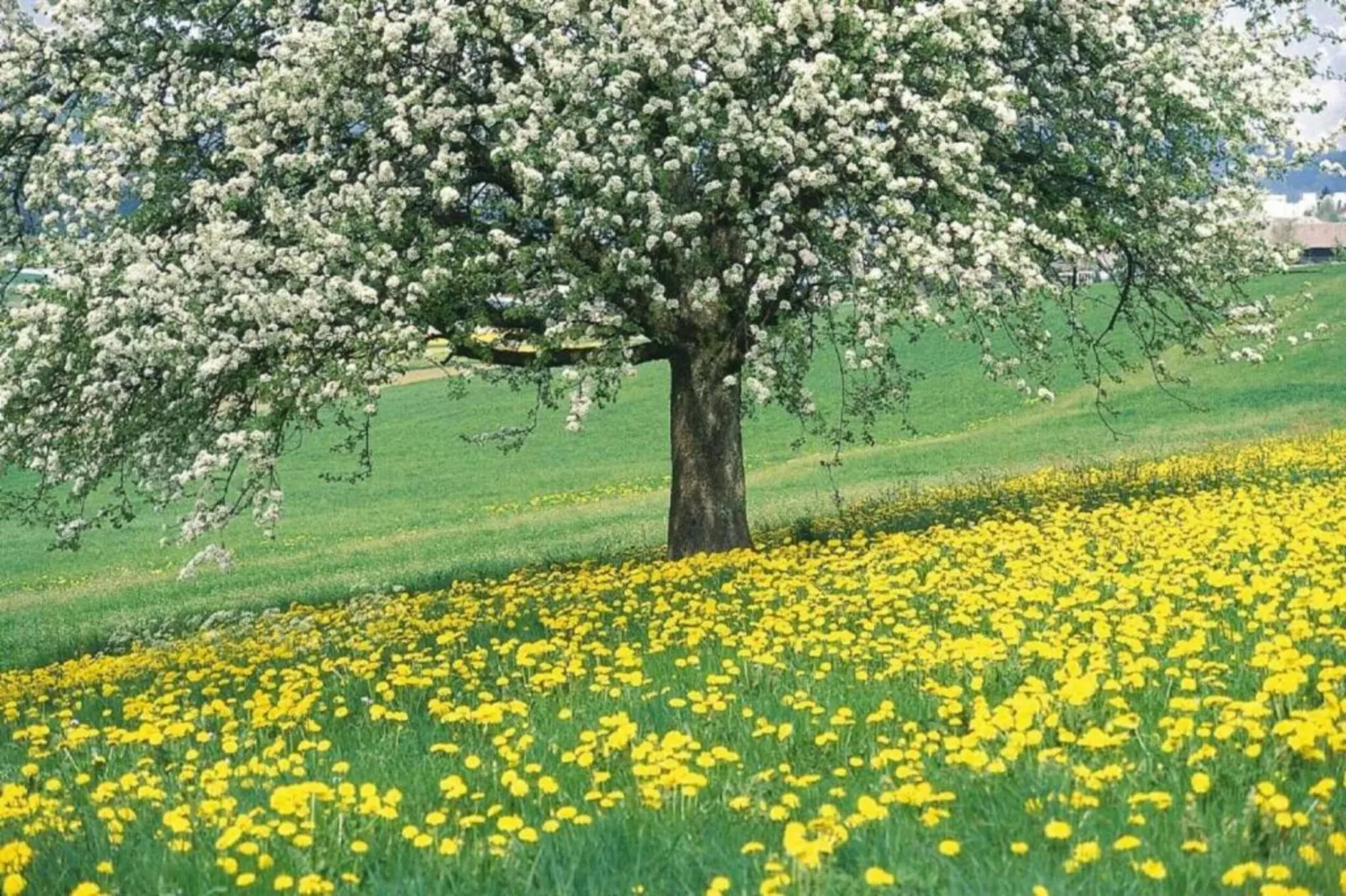 Vakantiepark Leukermeer 10-Areas within 20km in summer