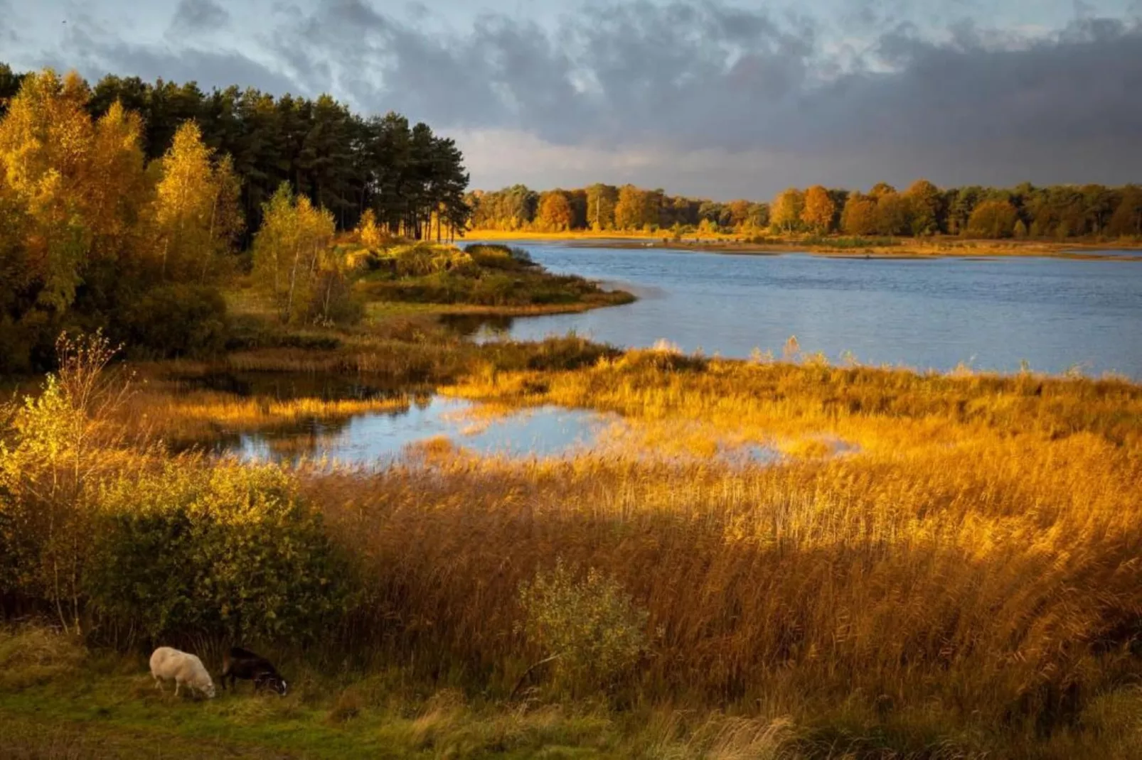 Glamping Resort Lauwersmeer 3-Areas within 20km in summer