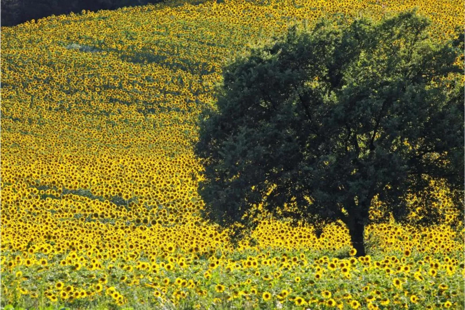 Casa do sol-Areas within 20km in summer