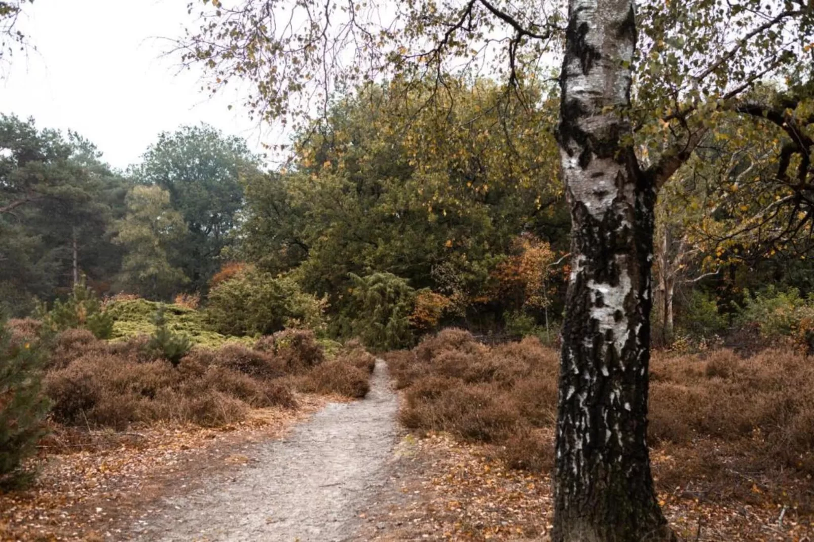 Vakantiepark Hellendoorn 4-Areas within 5km in summer