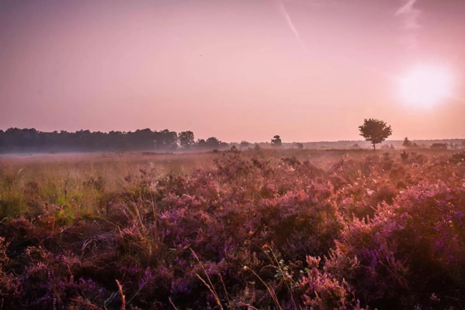 Dwergarend 17-30 - Areas within 20km in summer