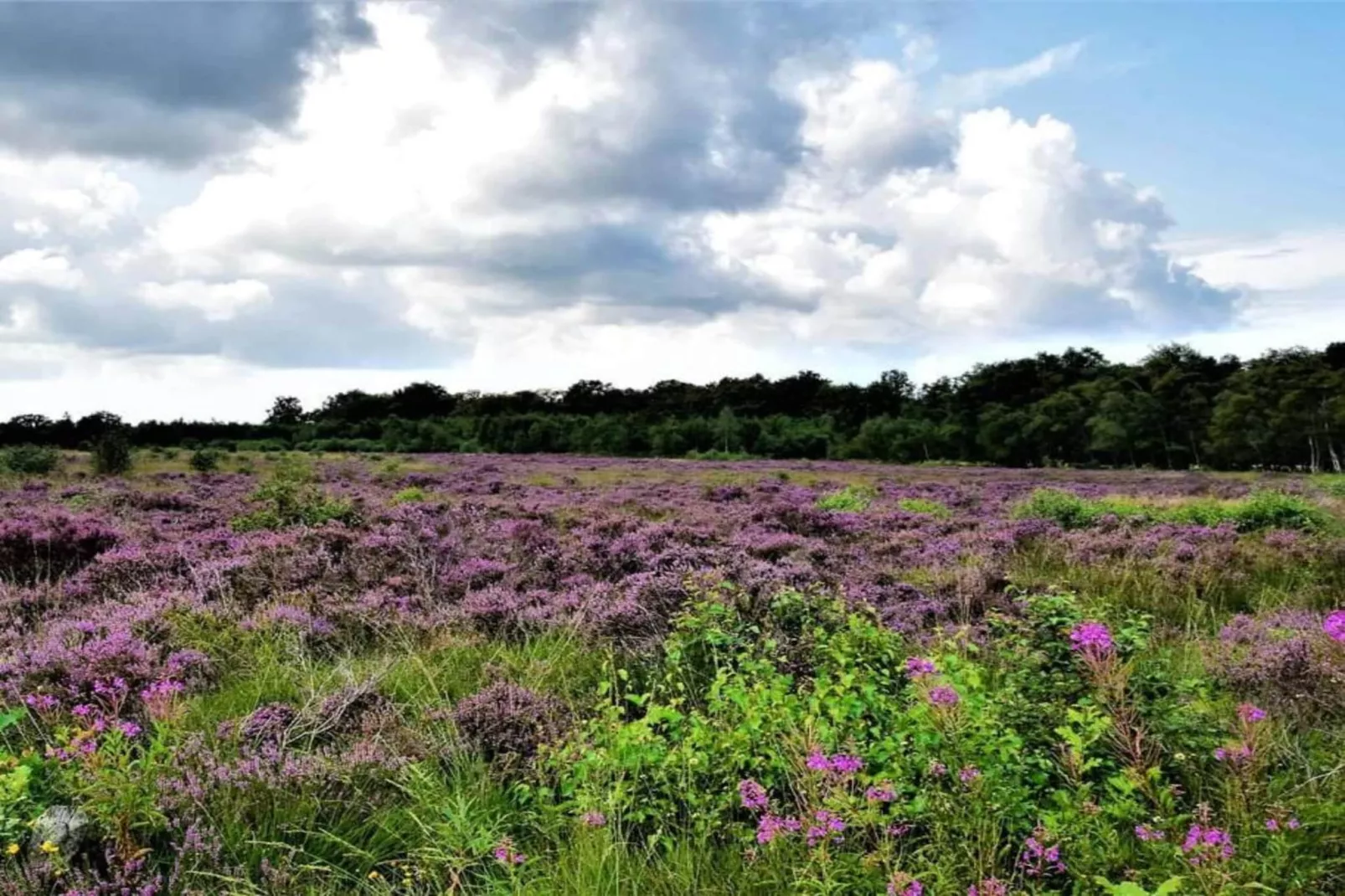 Landgoed Het Grote Zand 20-Gebiete Sommer 20 km