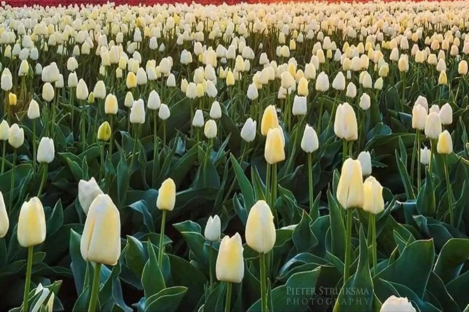 Delft 4A-Areas within 20km in summer