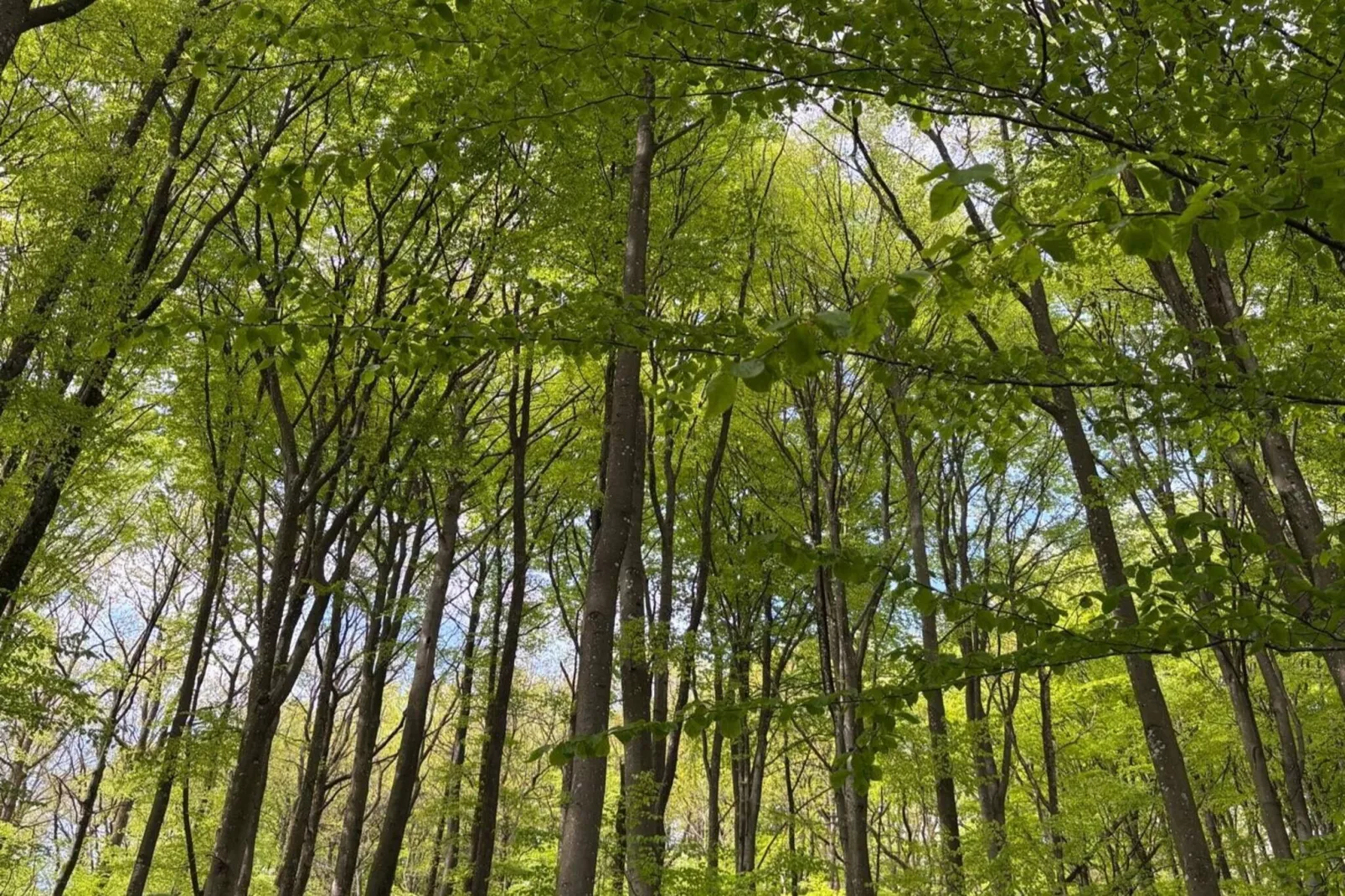 Rural Retreat Near Forest and Sea-Outdoor