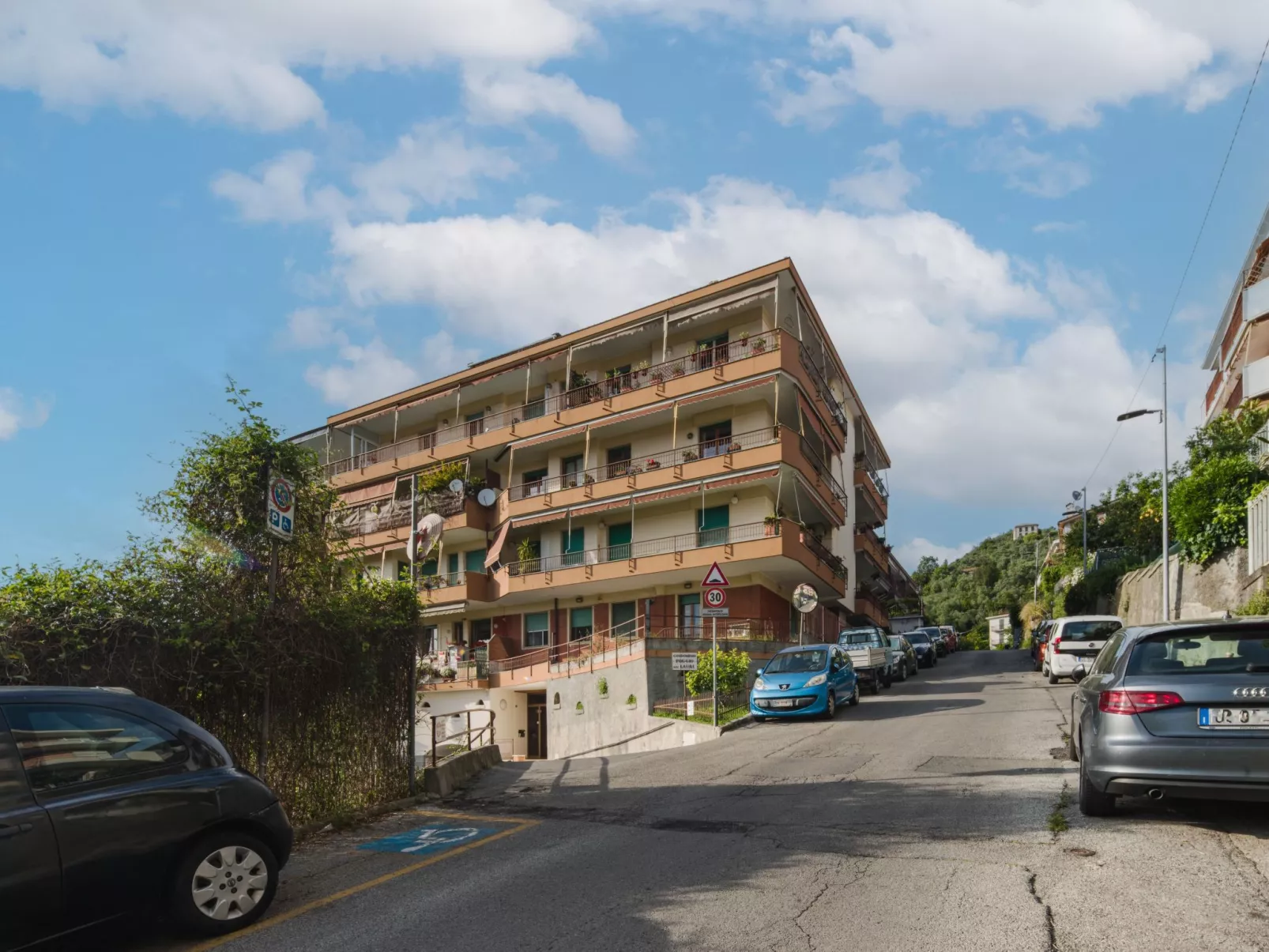 Caprifoglio