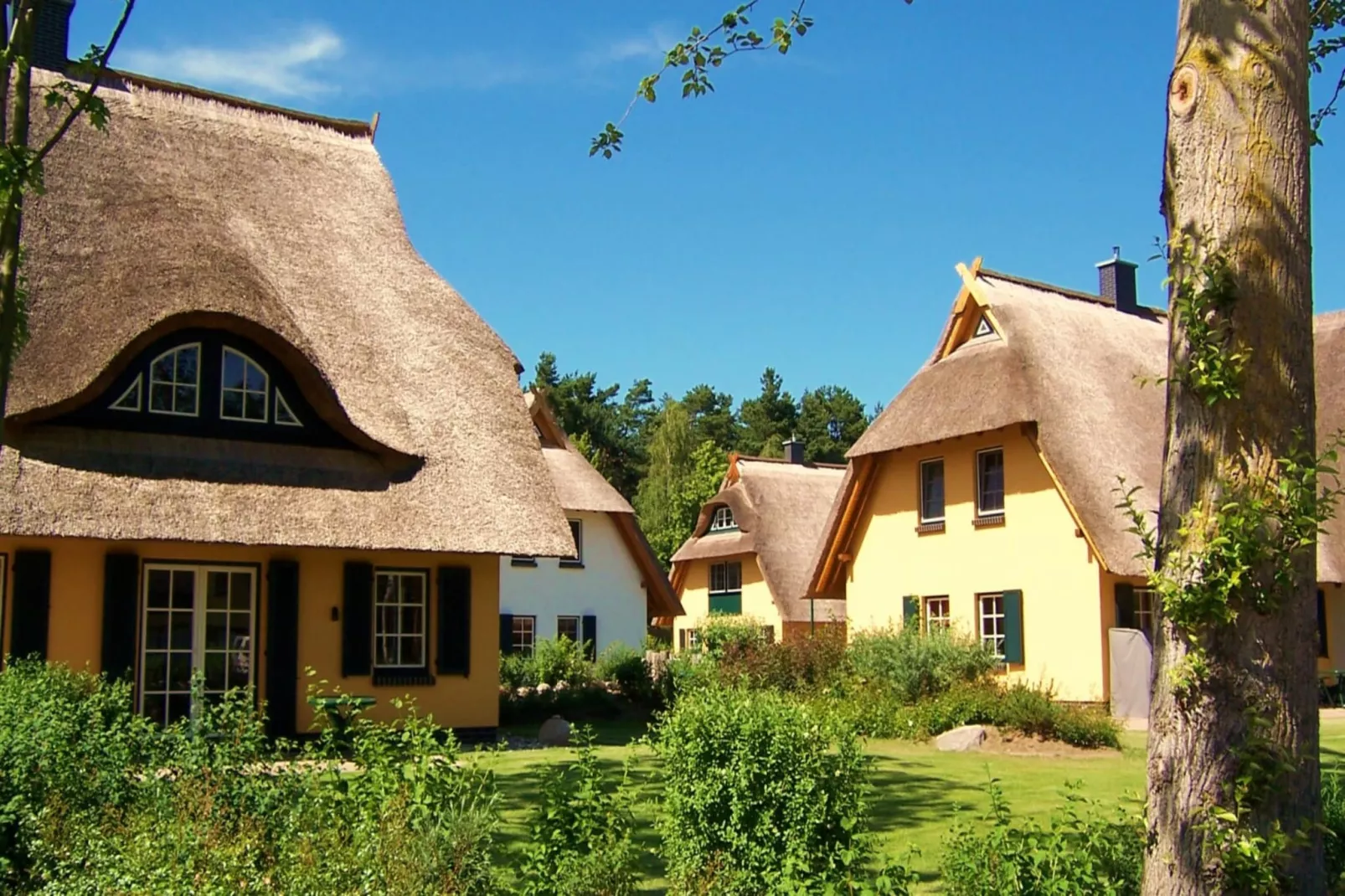 Ferienhaus Küstenwald groß - Strandhotel Fischland