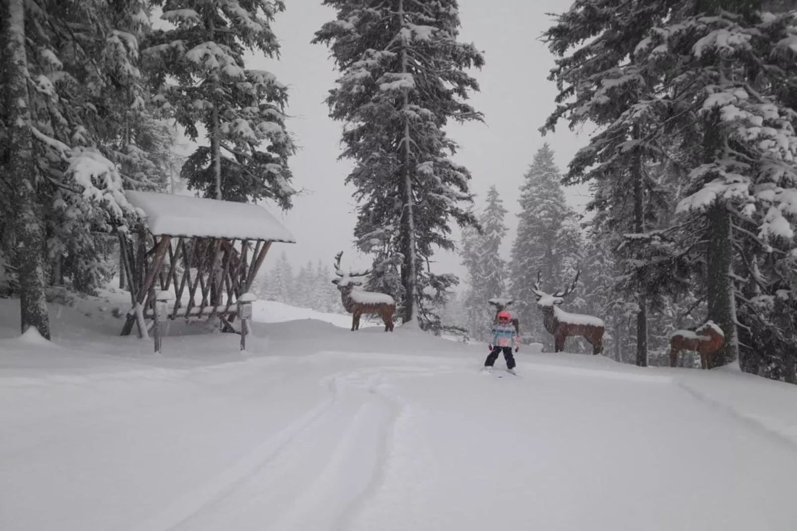 Heidi-Area within 20km in winter
