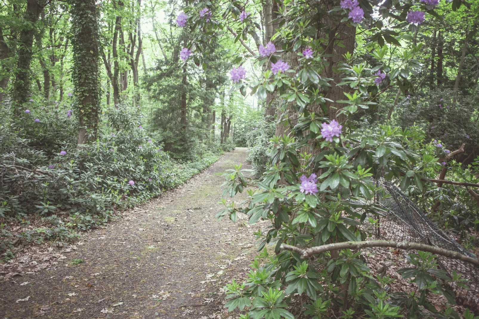 Boskant-Areas within 5km in summer