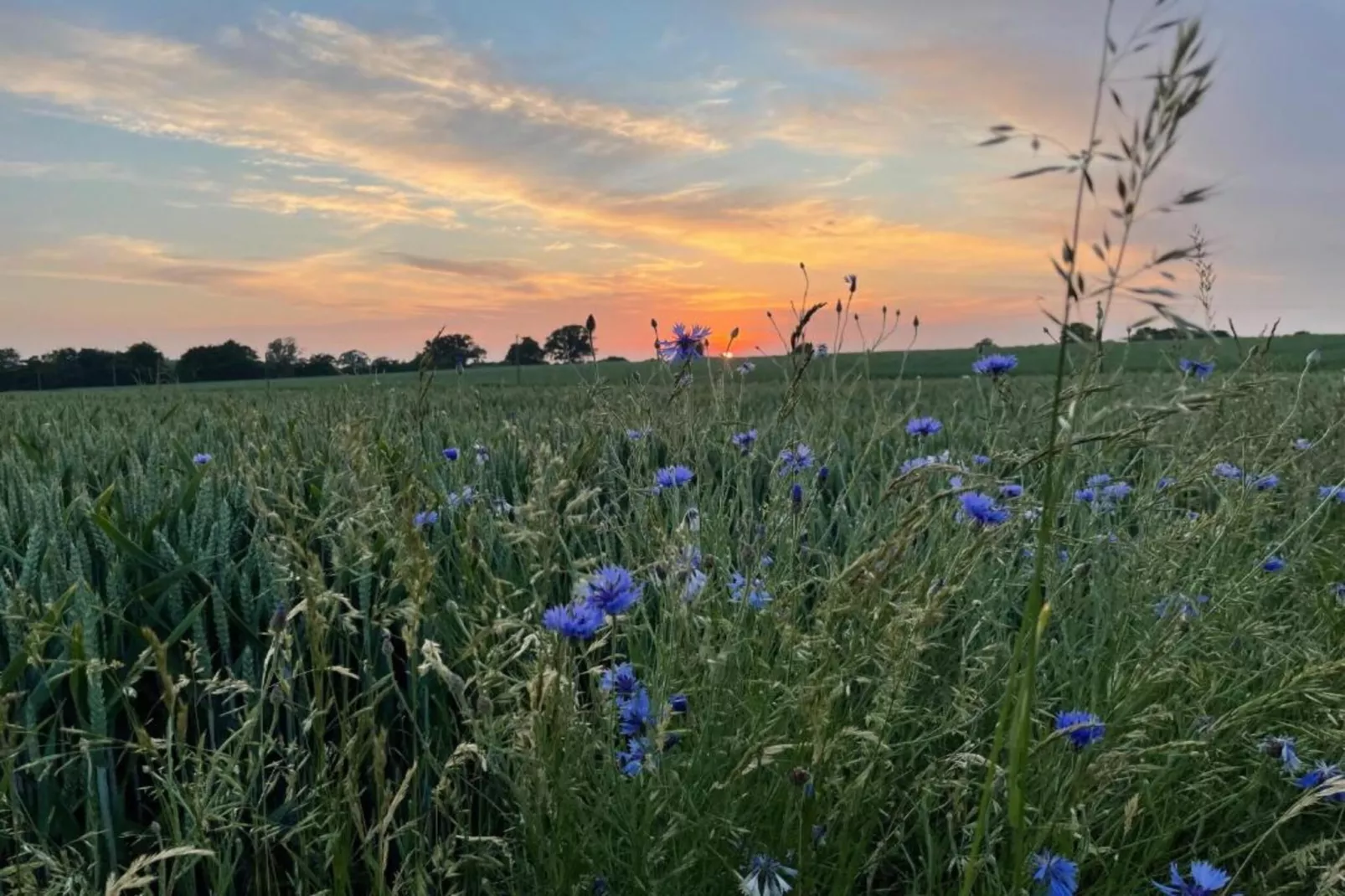 Dat Brookhus-Gebiete Sommer 20 km