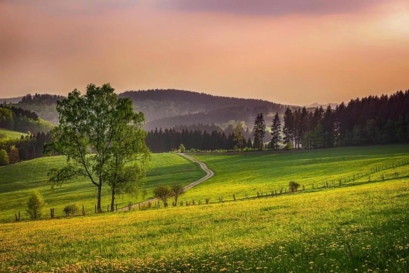 Flora-Areas within 20km in summer