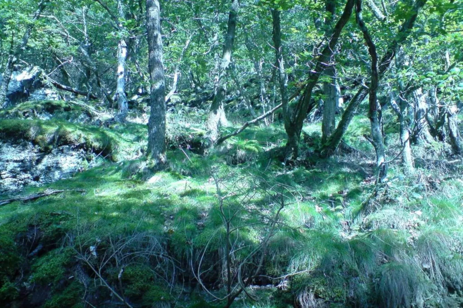 Pilmer 20-Areas within 20km in summer