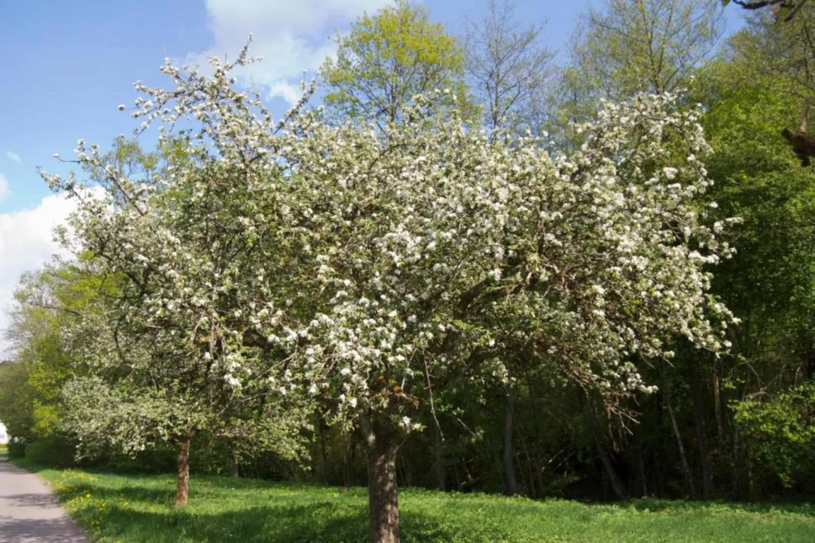 Kniebis-Areas within 20km in summer