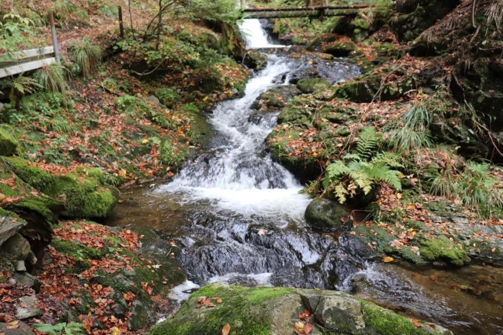 Schwarzwald-Areas within 5km in summer