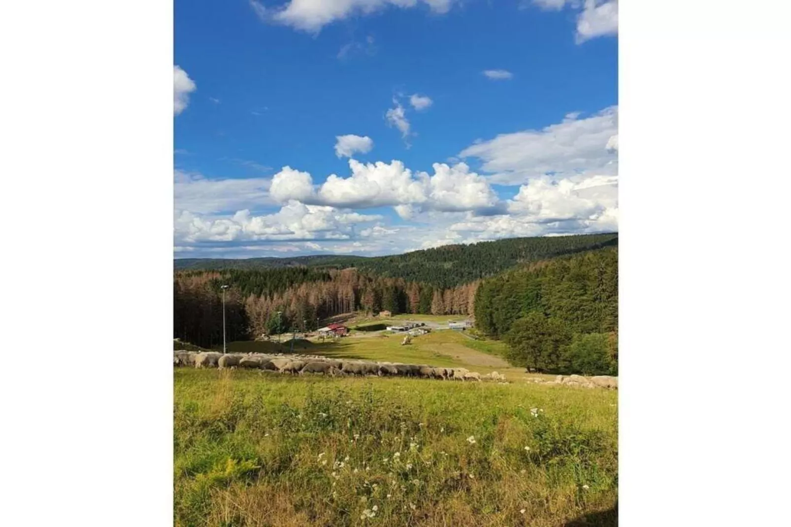 Waldblick-Gebiete Sommer 20 km