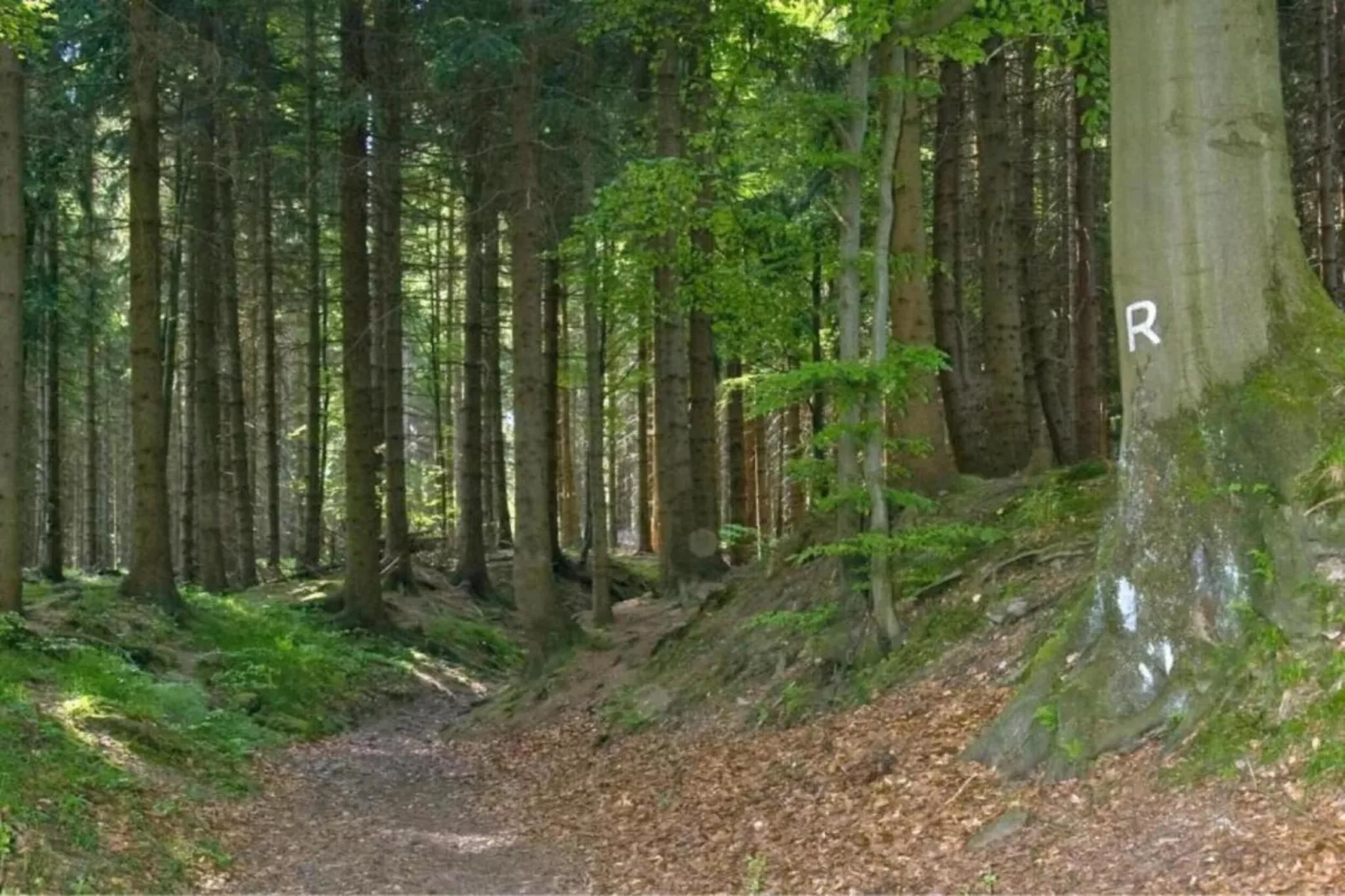 Dorothea-Areas within 5km in summer