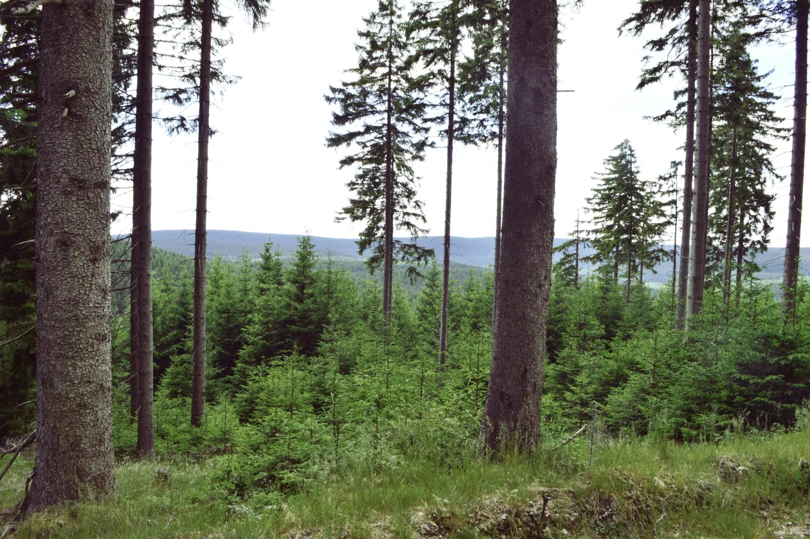 Möhrenbach-Areas within 1km in summer