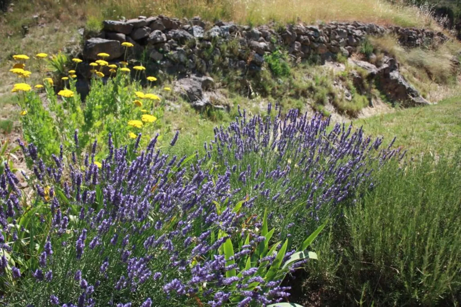 Jurio - ARGELIERS-Areas within 20km in summer
