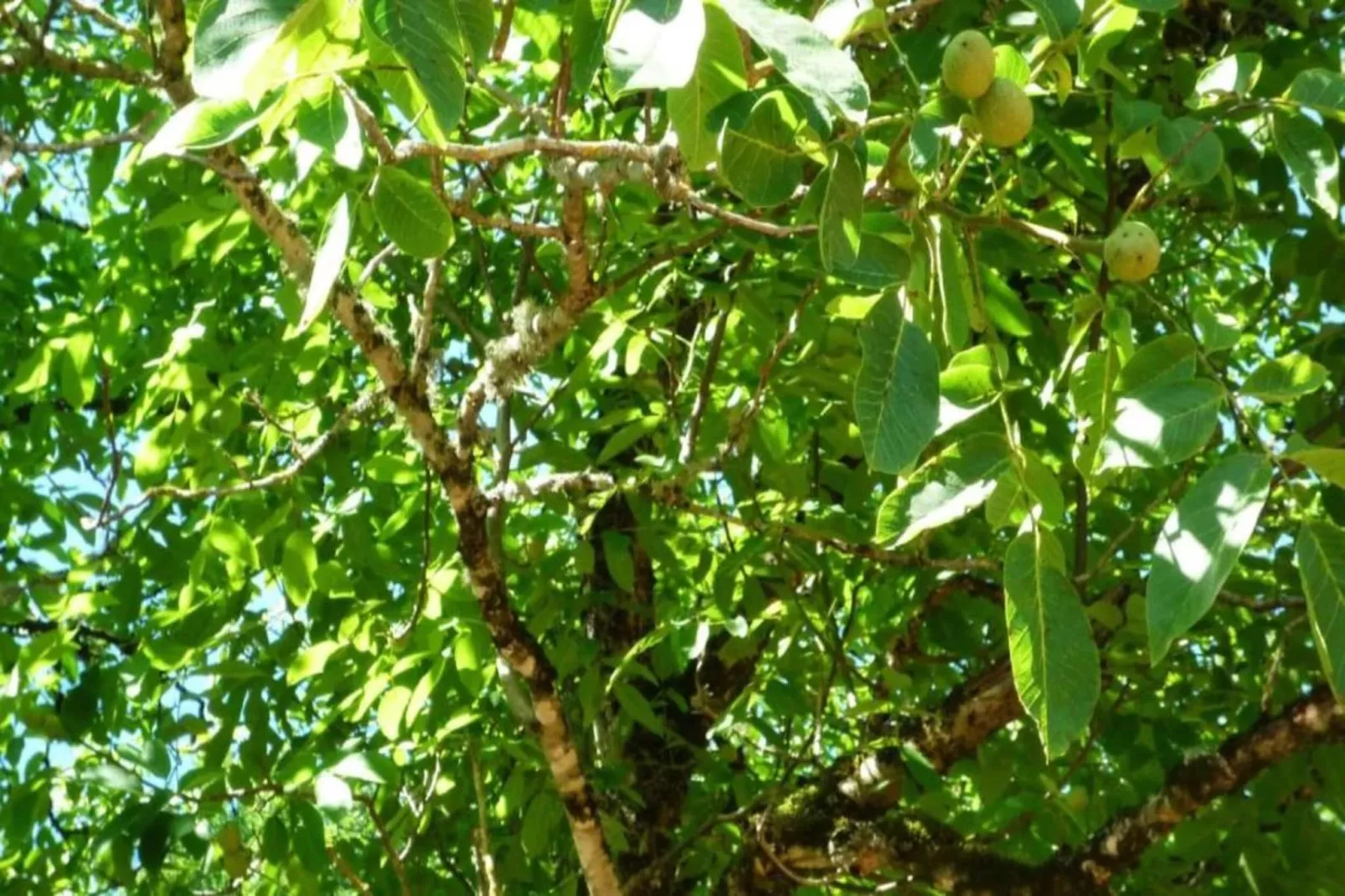 Maison de vacances Besse les Vitarelles 6 p-Areas within 20km in summer