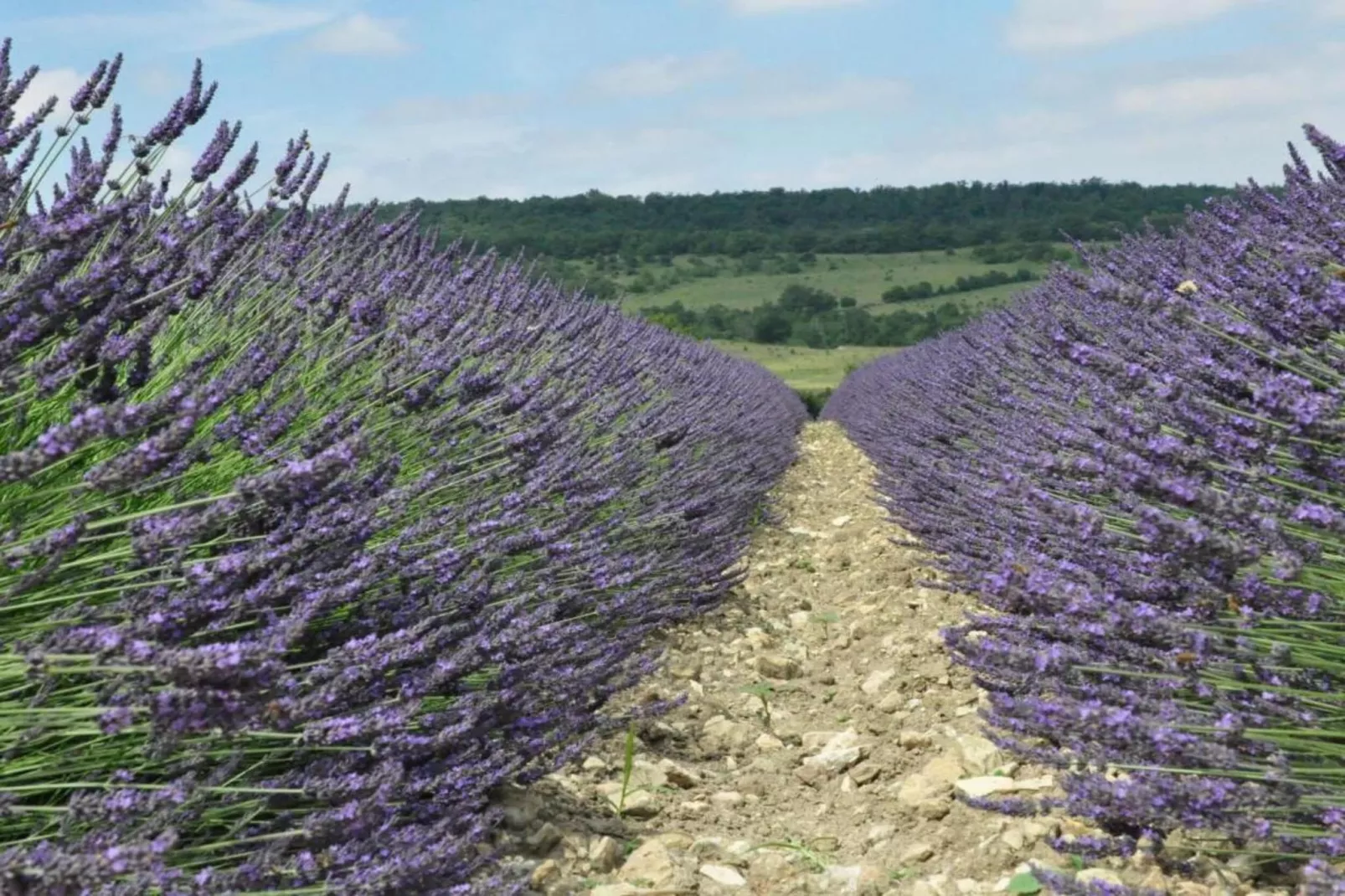 L'Oliveraie-Areas within 5km in summer
