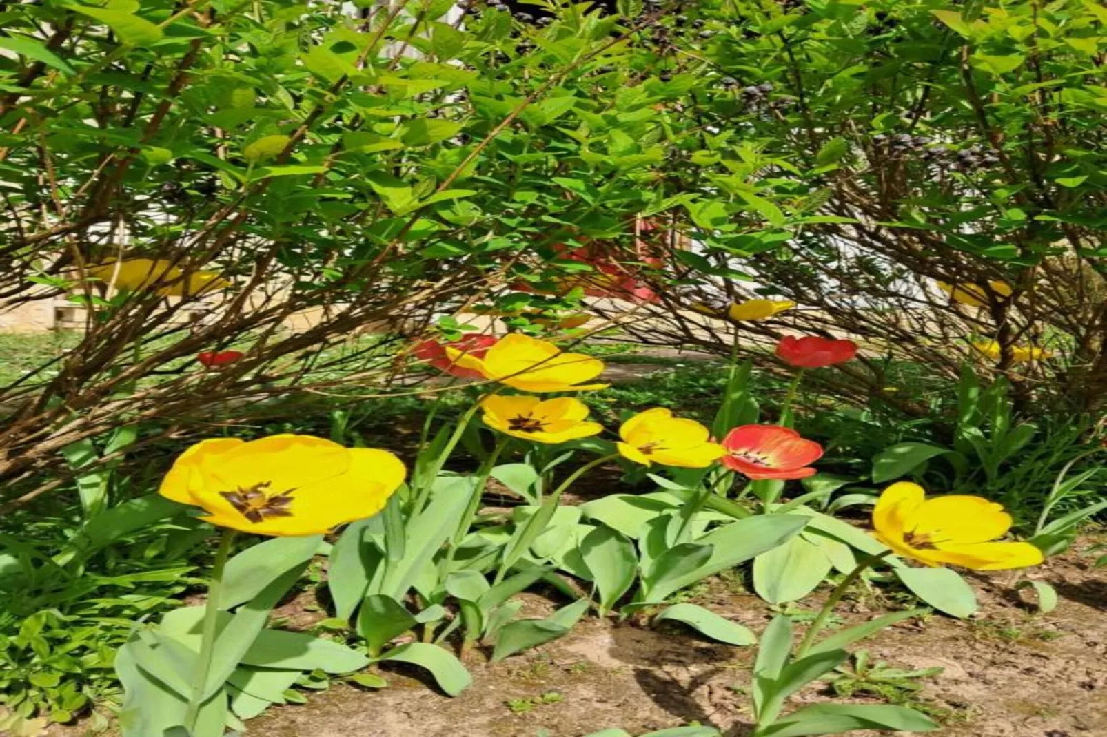 Les Remparts Fleuris-Areas within 20km in summer