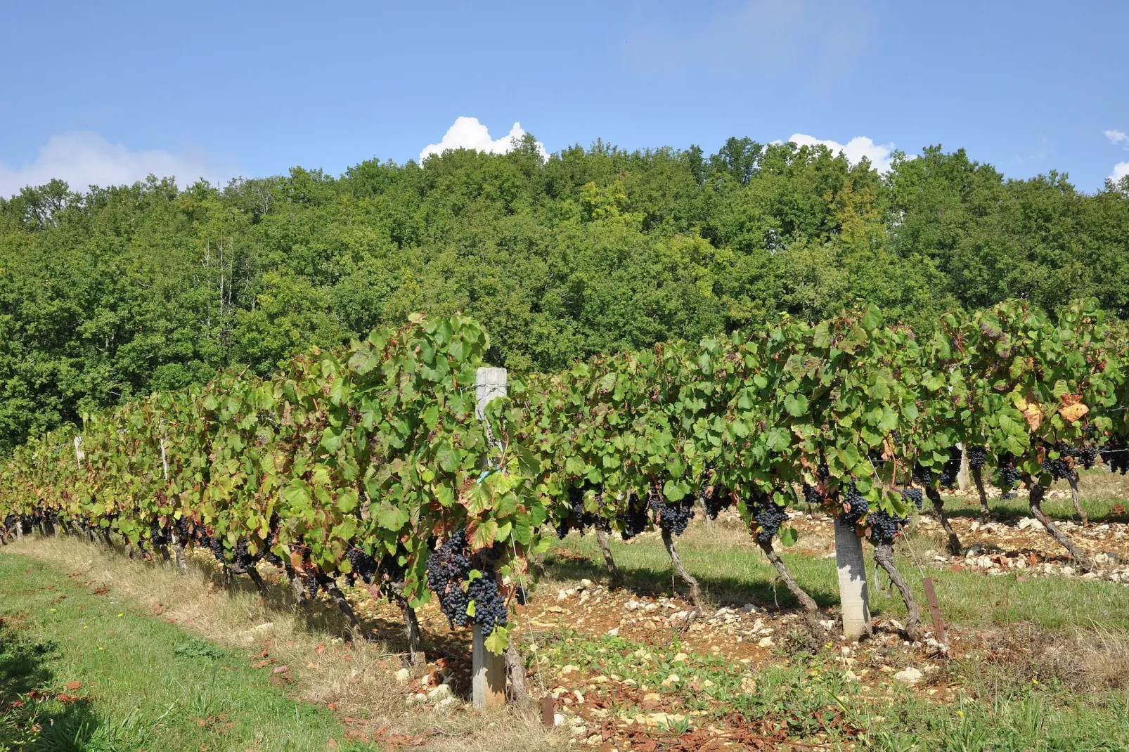 Villa Les Arts-Areas within 1km in summer