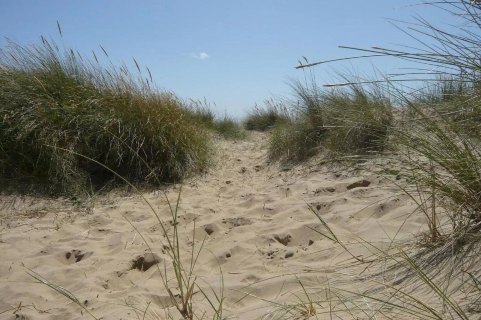 Rainbow Petty-Areas within 20km in summer