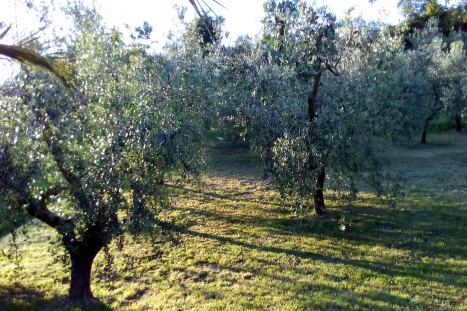 Villa Vanessa Farfalla-Areas within 20km in summer