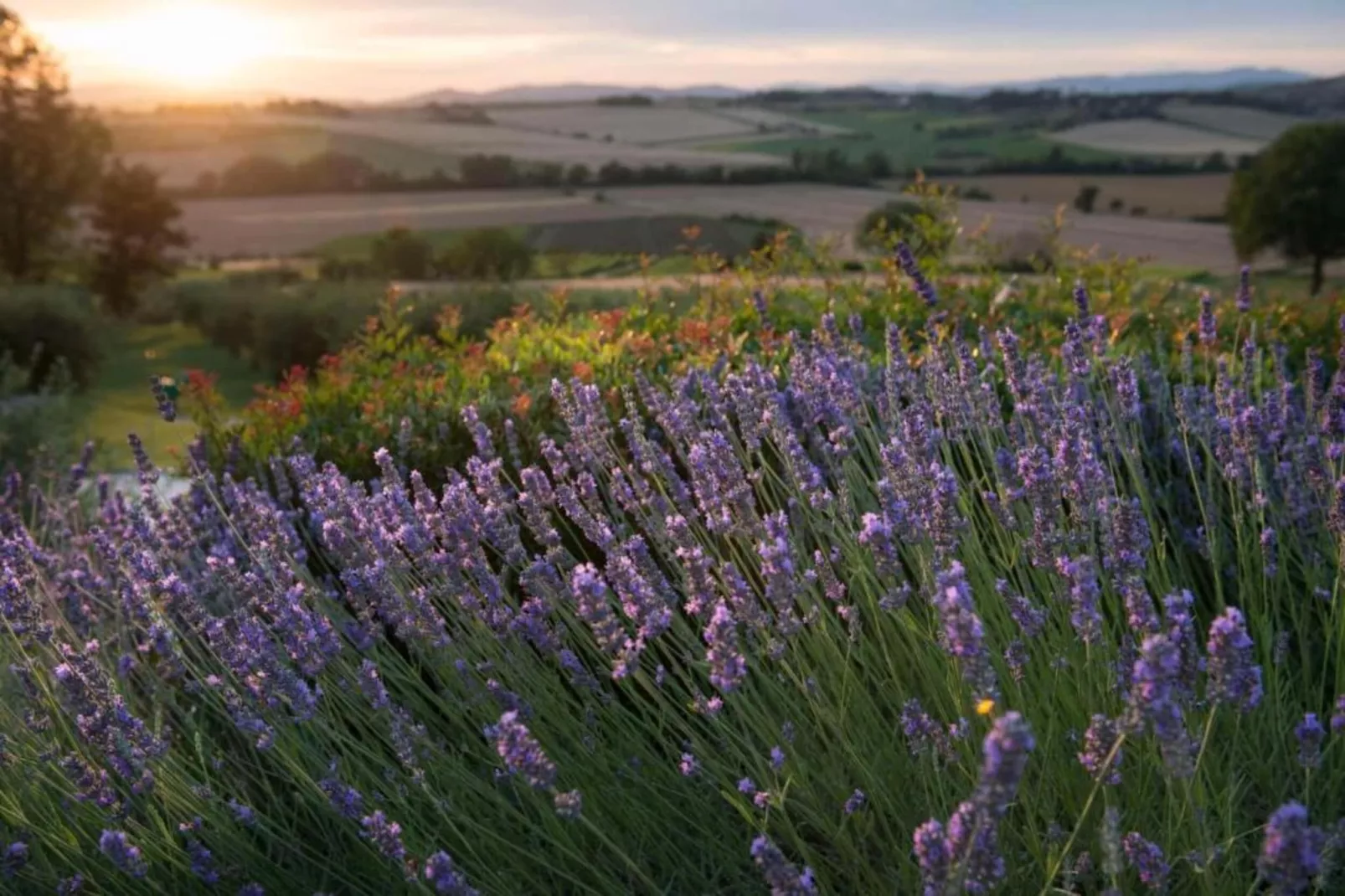 Salvia-Areas within 20km in summer