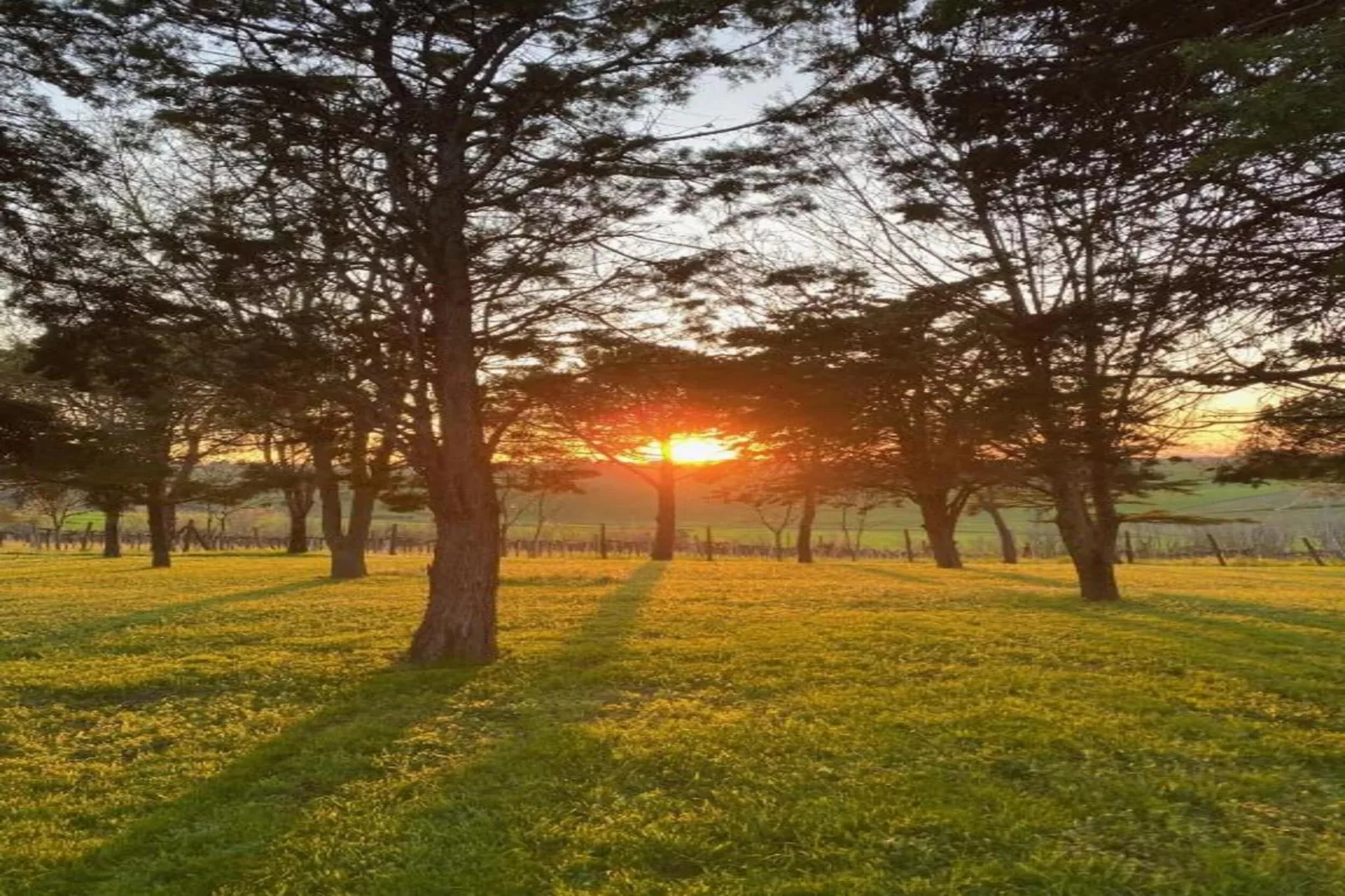 Sandro-Areas within 5km in summer