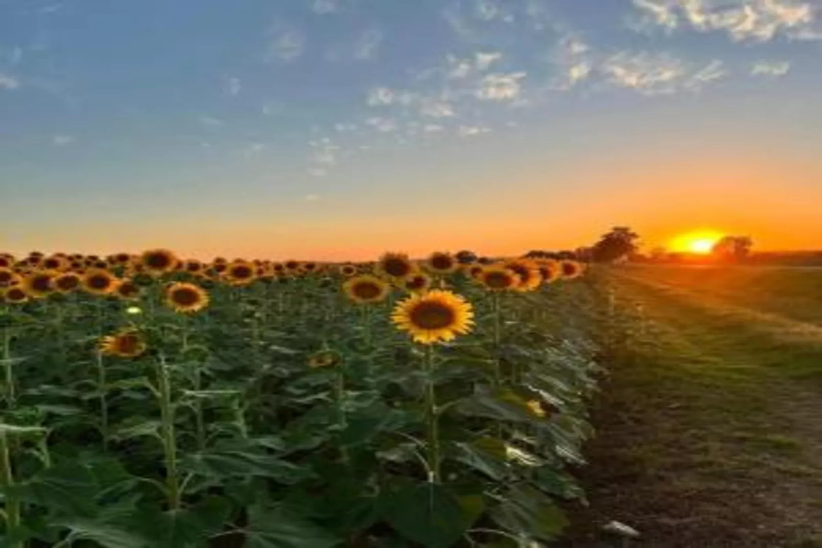 Camillo-Areas within 20km in summer