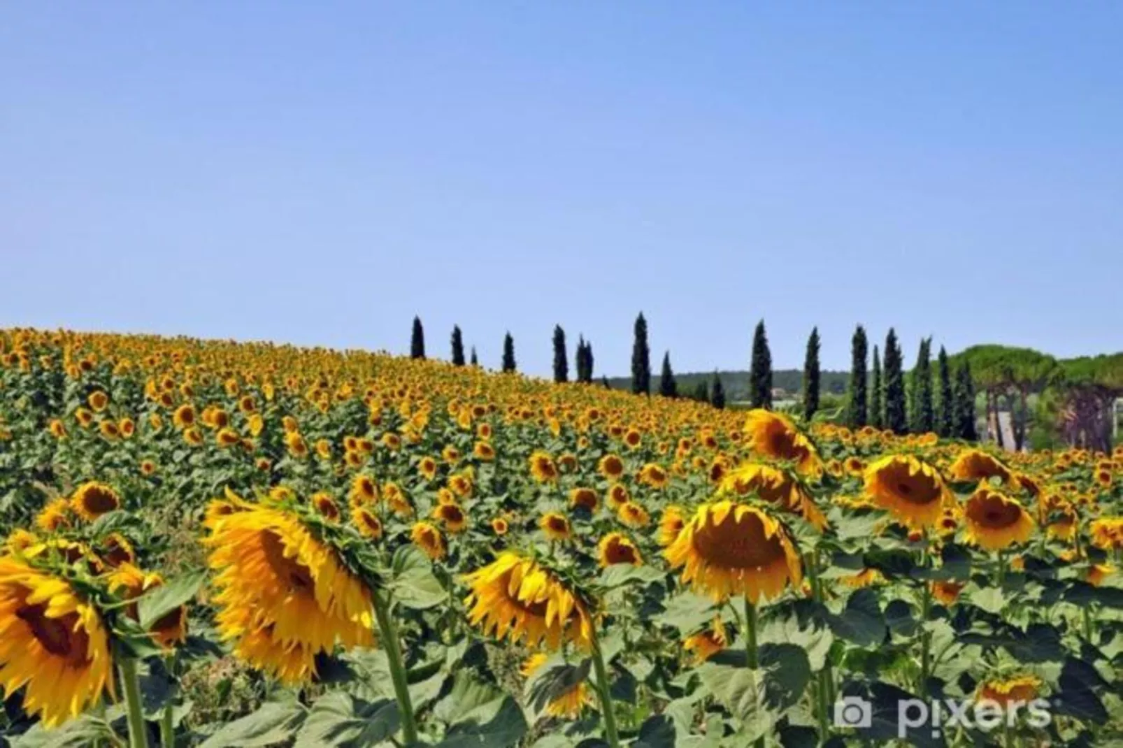 Green Eden-Areas within 20km in summer