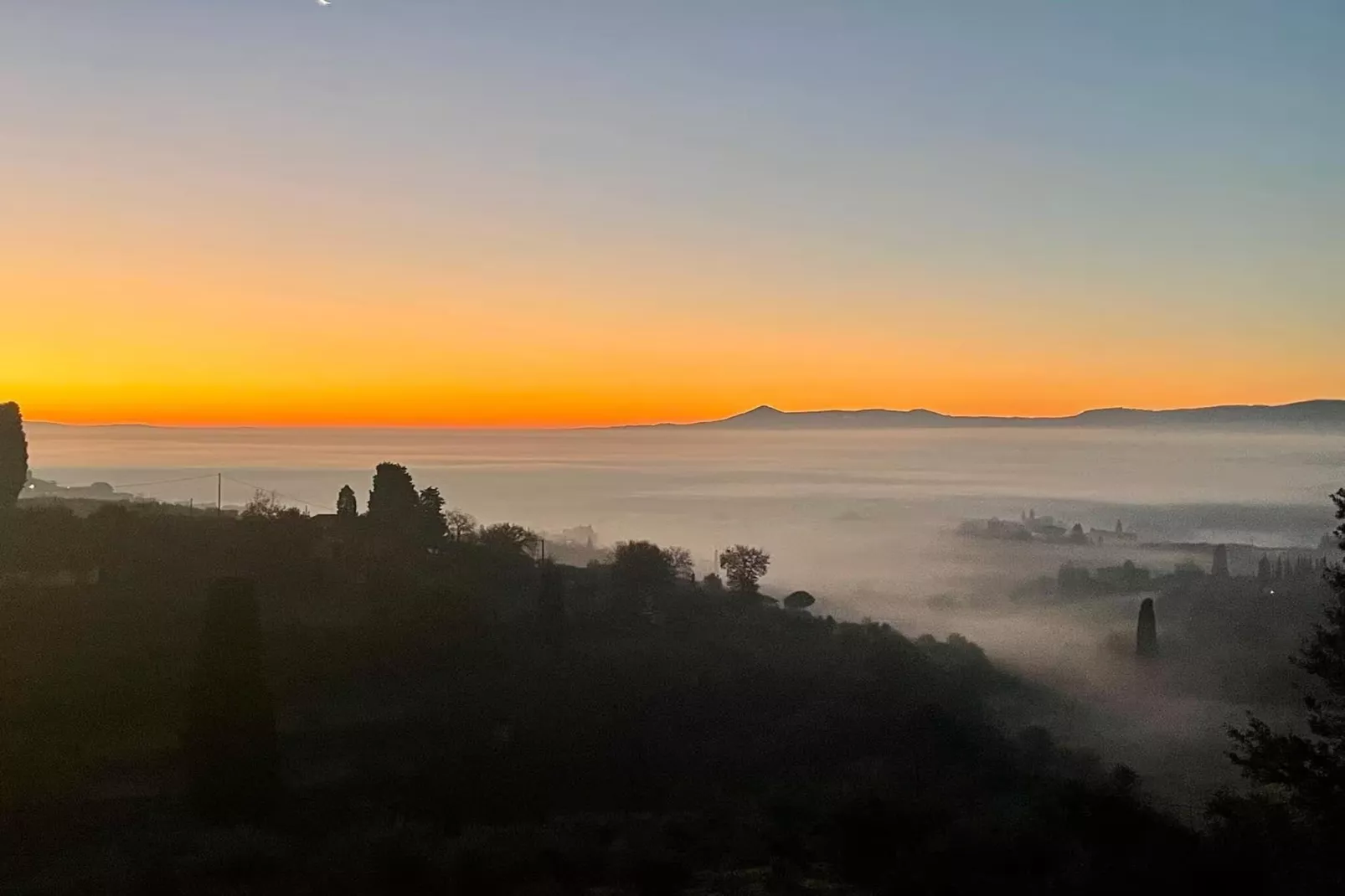 Paulonia-Areas within 20km in summer