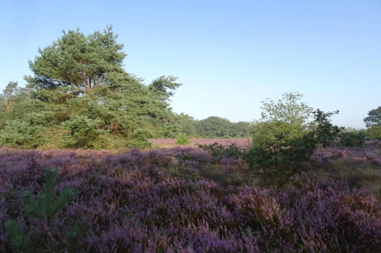 Reewold-Gebiete Sommer 20 km